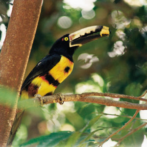 Birdwatching Cancun-Riviera-Maya-Tulum